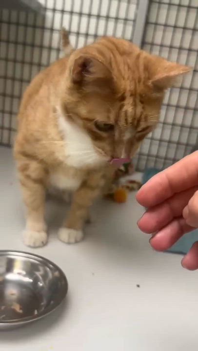 Enlarge Meow, a ADOPTABLE Domestic Short Hair in Port Lavaca, TX video 4/5