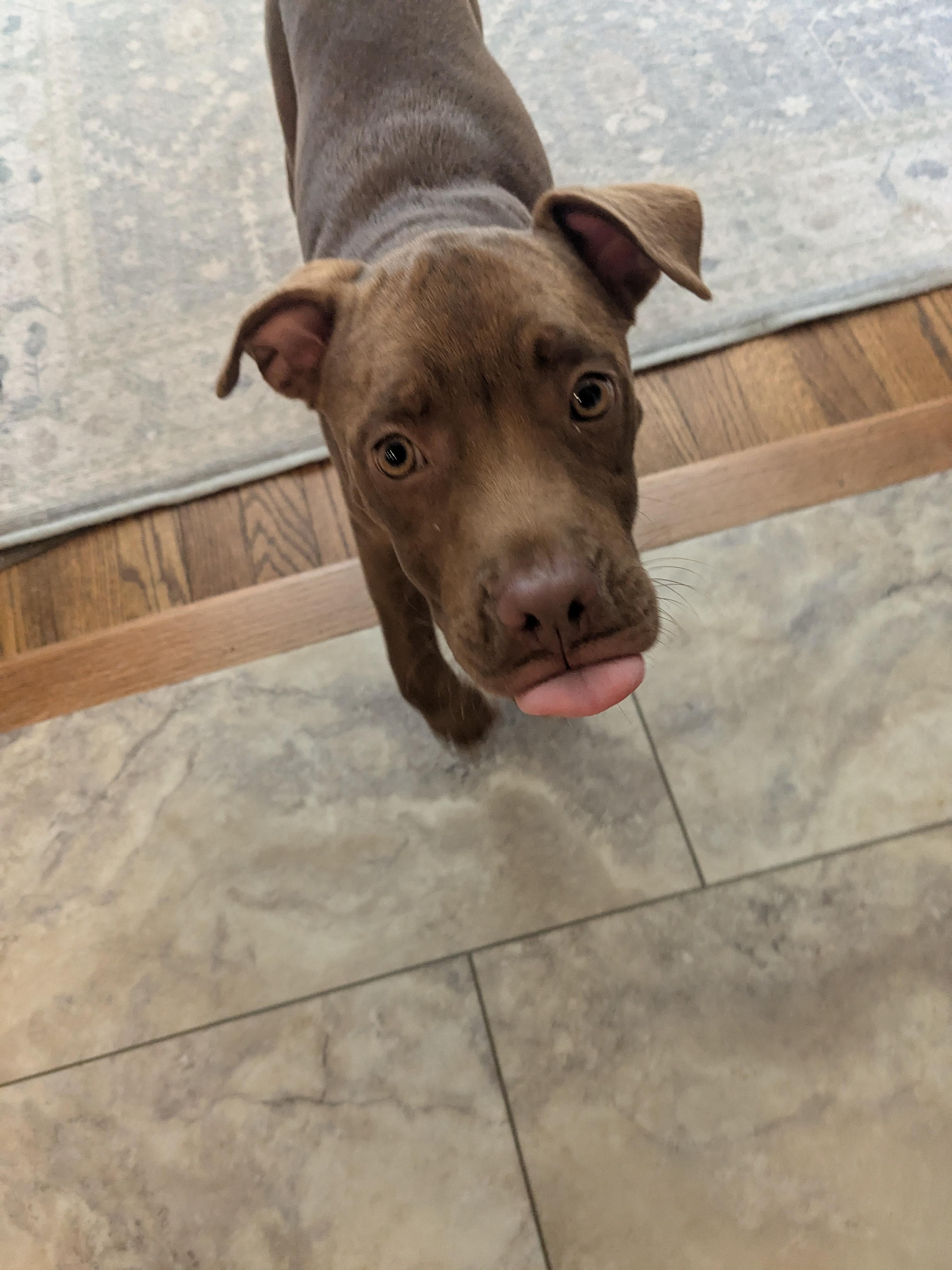 Enlarge Haven, a ADOPTABLE mixed breed in Brunswick, ME image 5/6