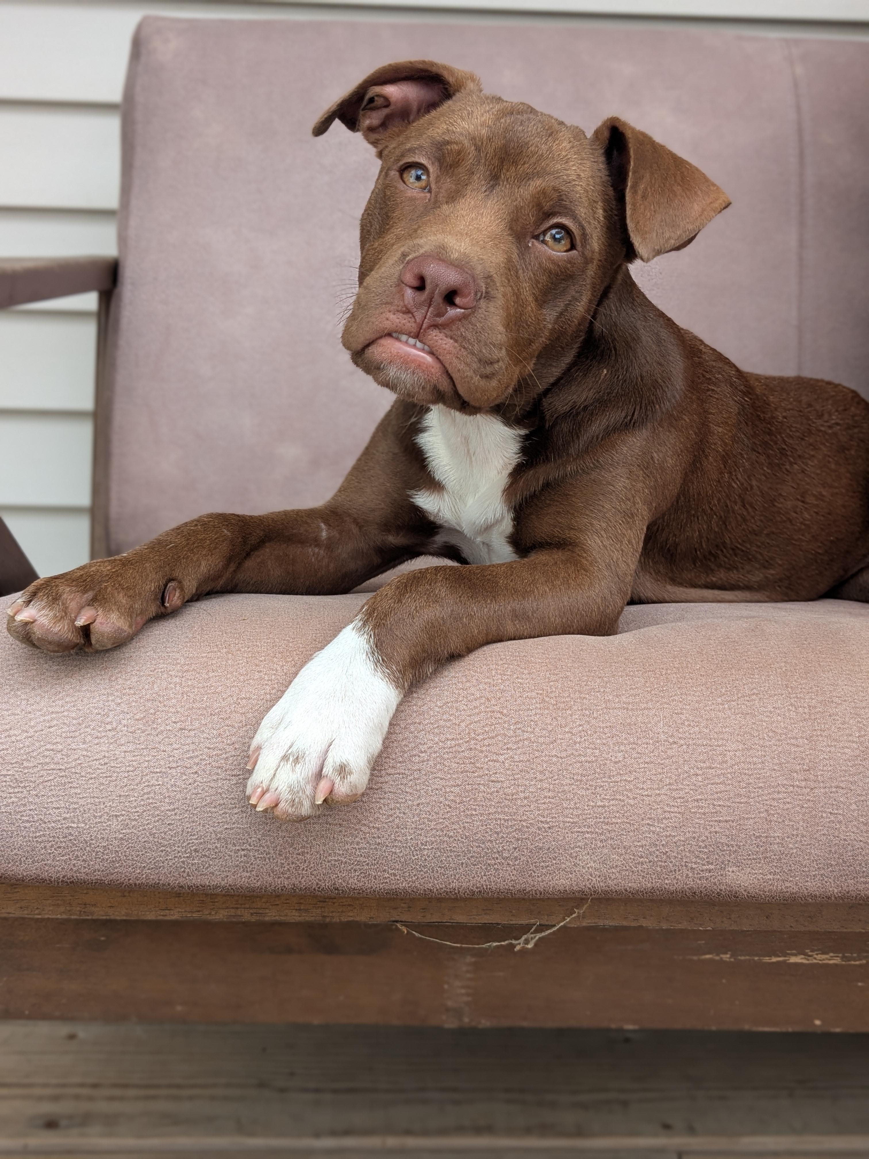 Enlarge Haven, a ADOPTABLE mixed breed in Brunswick, ME image 2/6