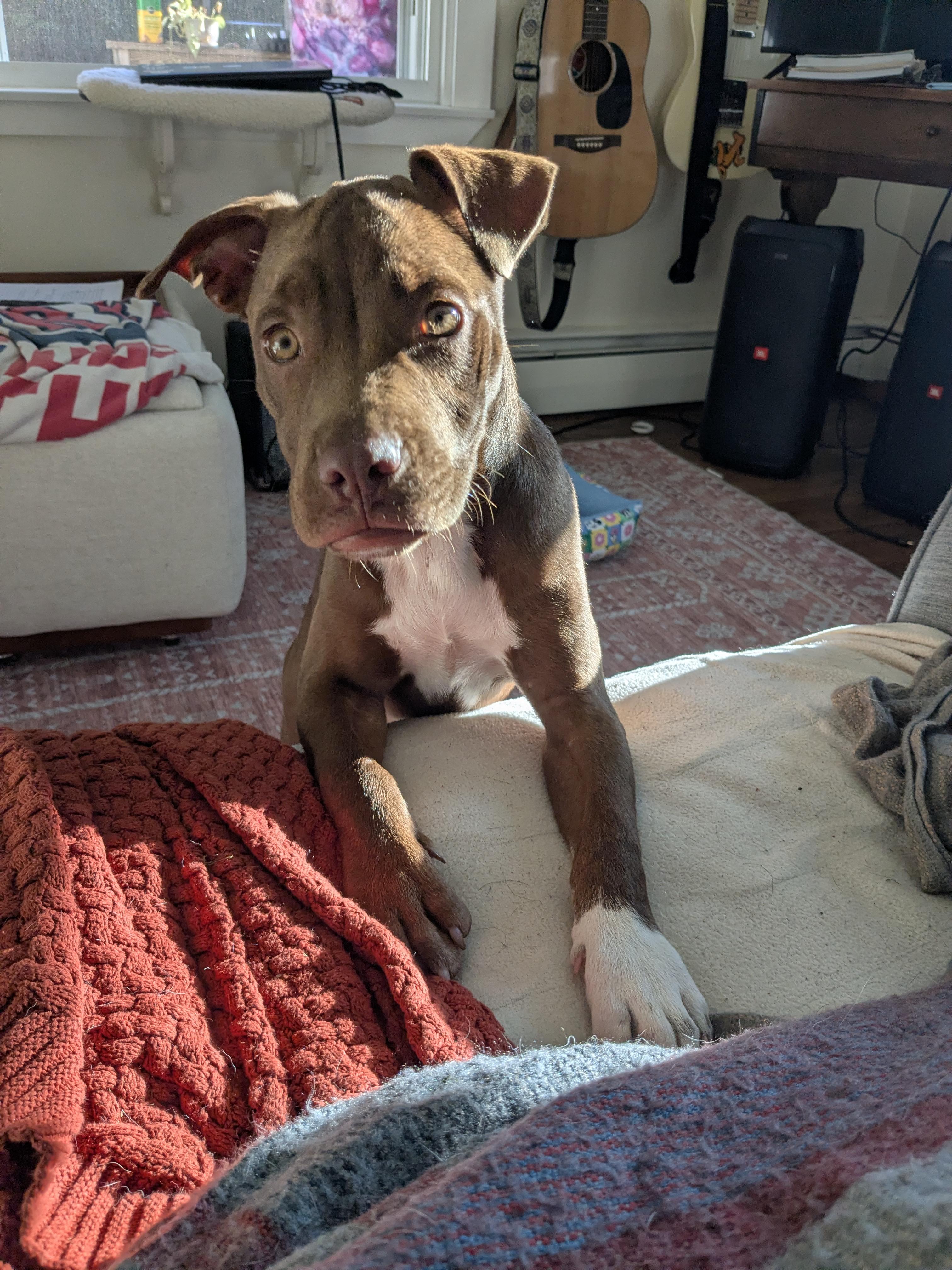 Enlarge Haven, a ADOPTABLE mixed breed in Brunswick, ME image 3/6