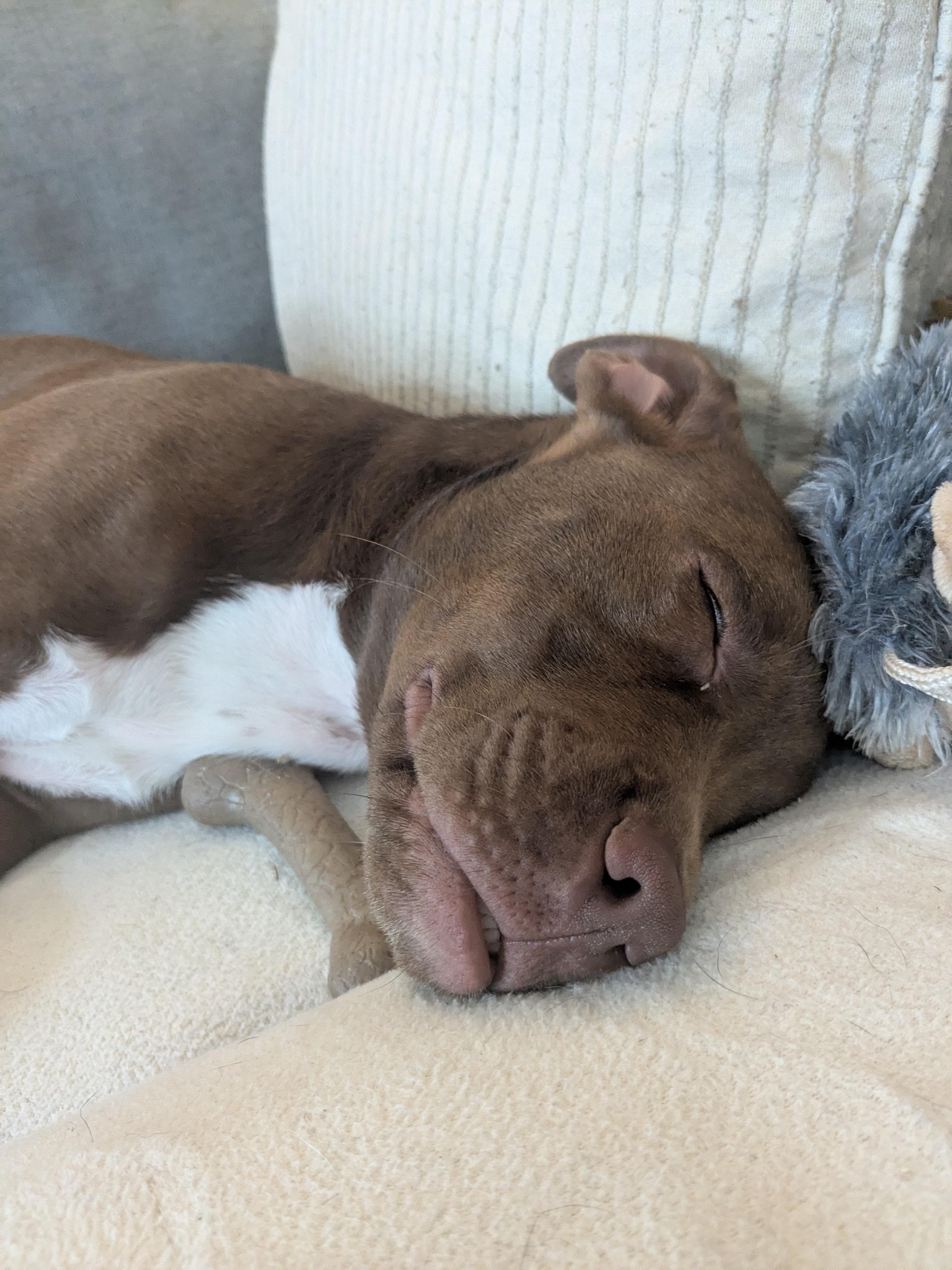 Enlarge Haven, a ADOPTABLE mixed breed in Brunswick, ME image 4/6