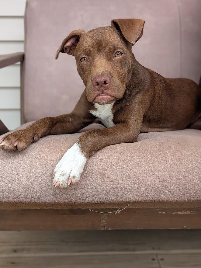 Enlarge Haven, a ADOPTABLE mixed breed in Brunswick, ME image 1/6