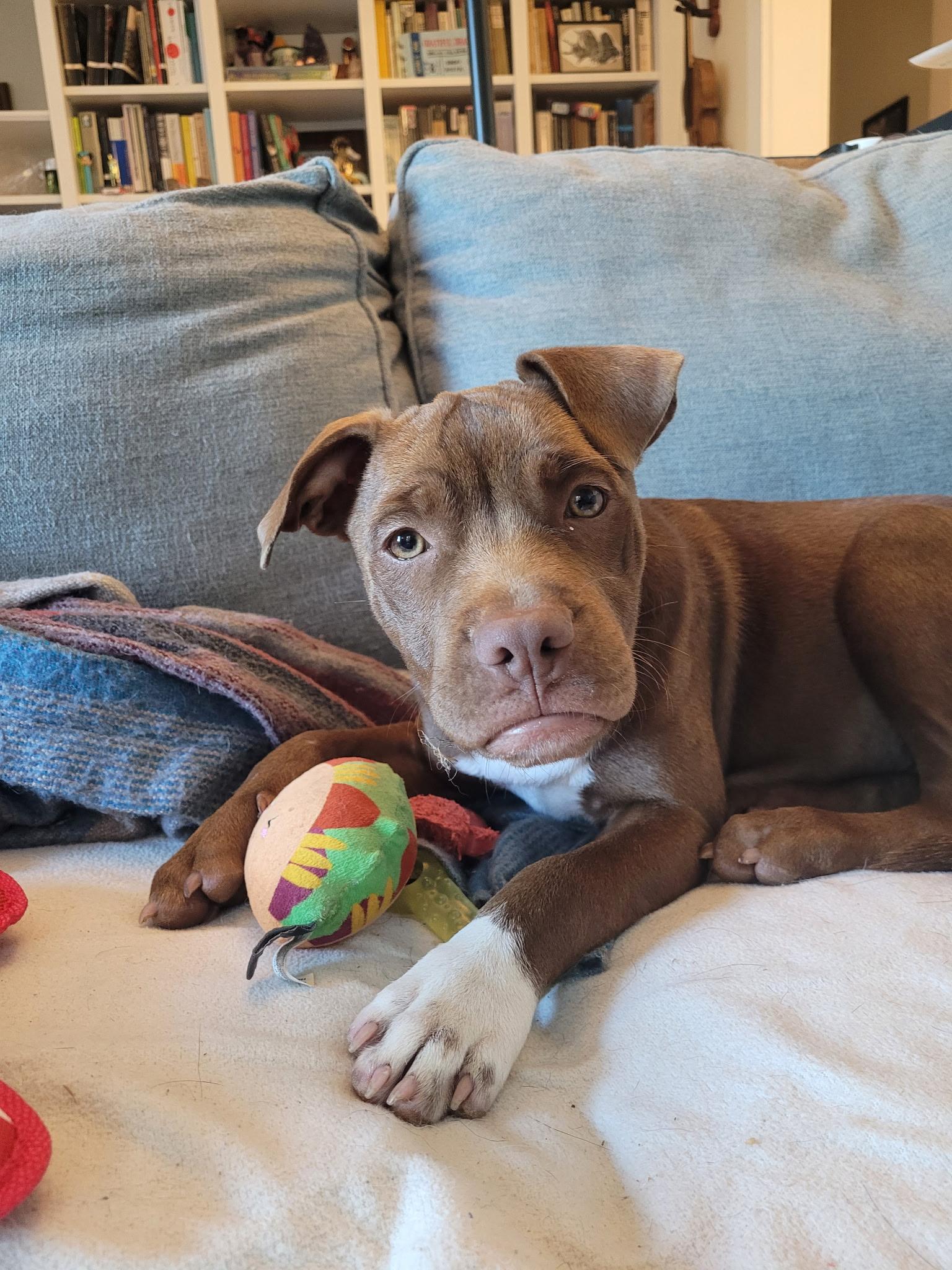 Enlarge Haven, a ADOPTABLE mixed breed in Brunswick, ME image 6/6