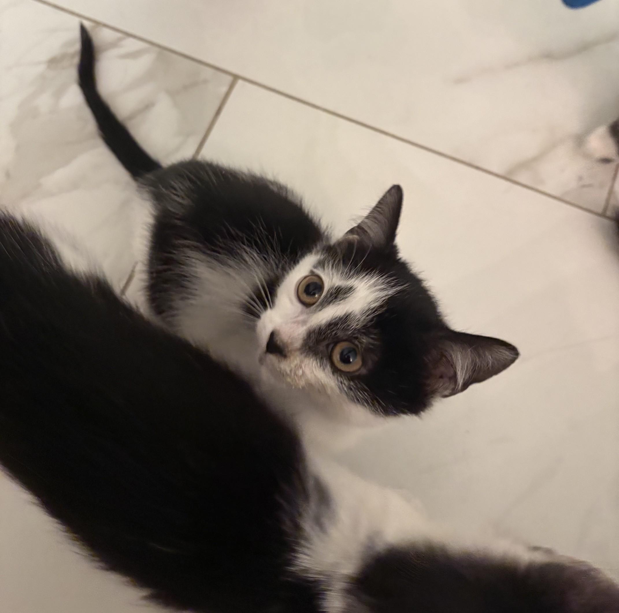 Flower, an adopted Domestic Short Hair in Columbia, SC image 4/5