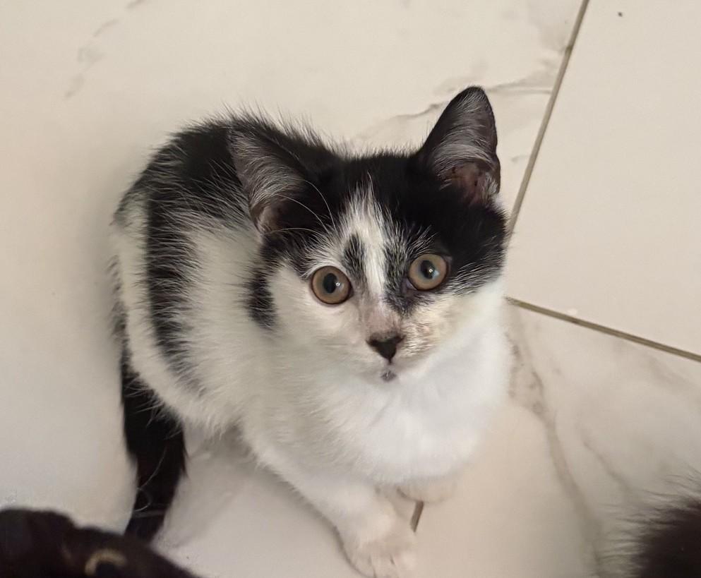 Flower, adopted, Young Female Domestic Short Hair.