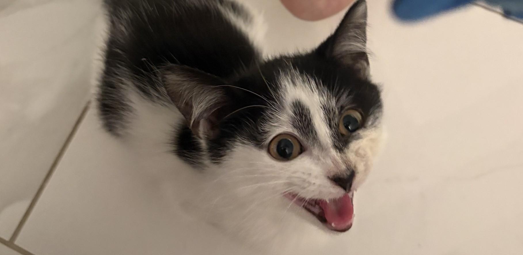Flower, an adopted Domestic Short Hair in Columbia, SC image 2/5