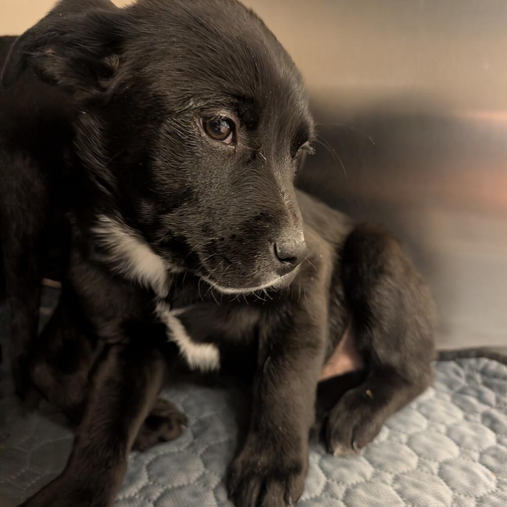 Poseidon, Adoptable, Puppy Male Mixed Breed.
