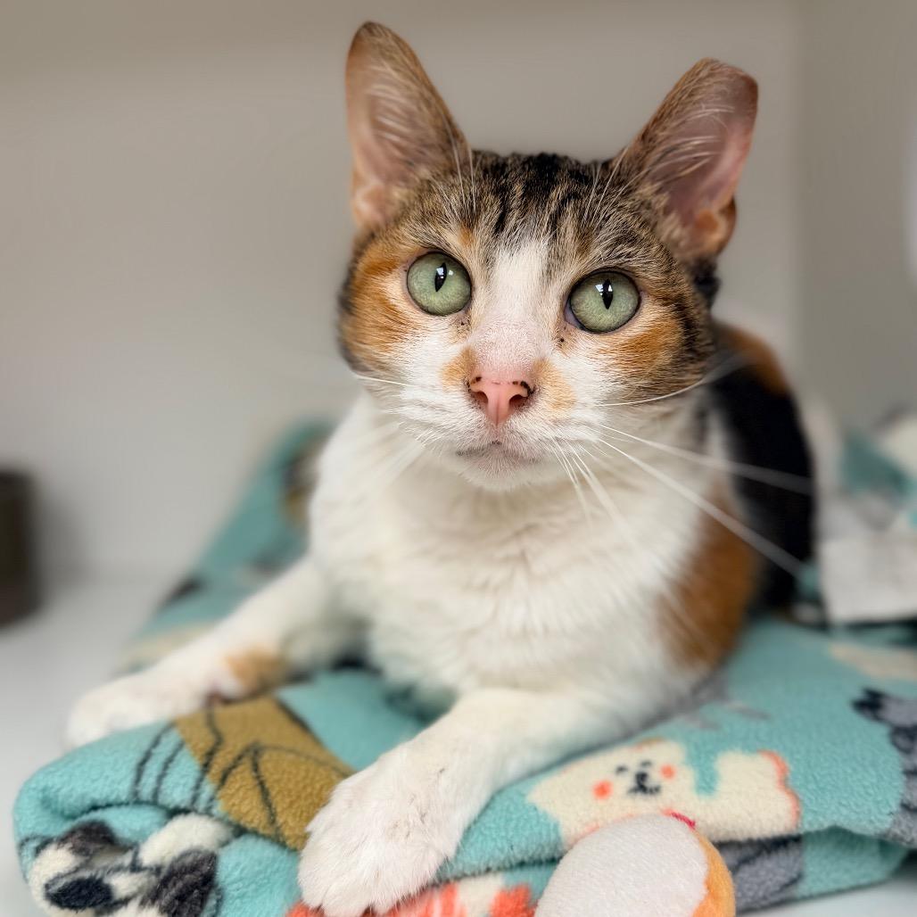 Callie, Adoptable, Adult Female Domestic Short Hair.