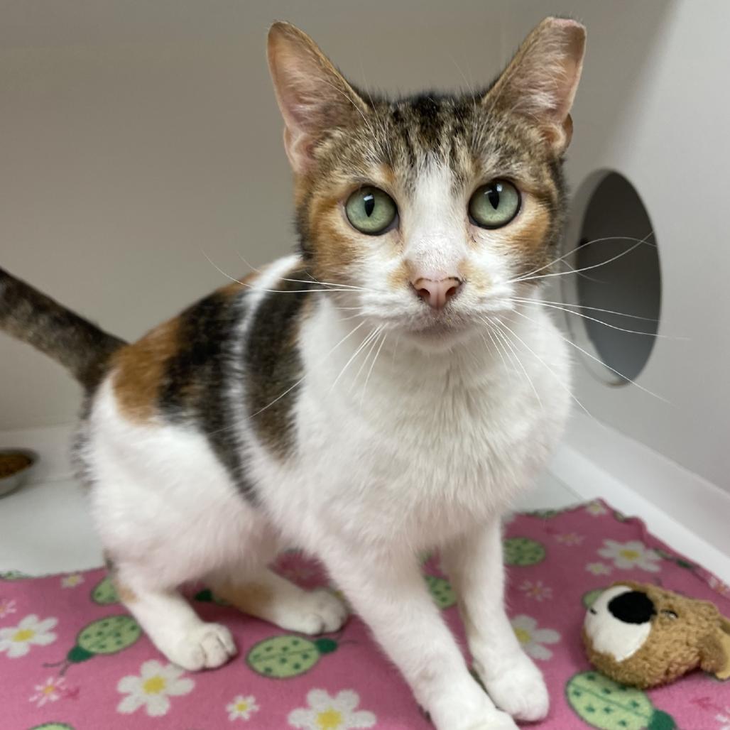 Enlarge Callie, a Adoptable Domestic Short Hair in Champaign, IL image 2/3