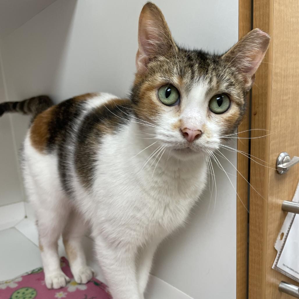 Enlarge Callie, a Adoptable Domestic Short Hair in Champaign, IL image 3/3