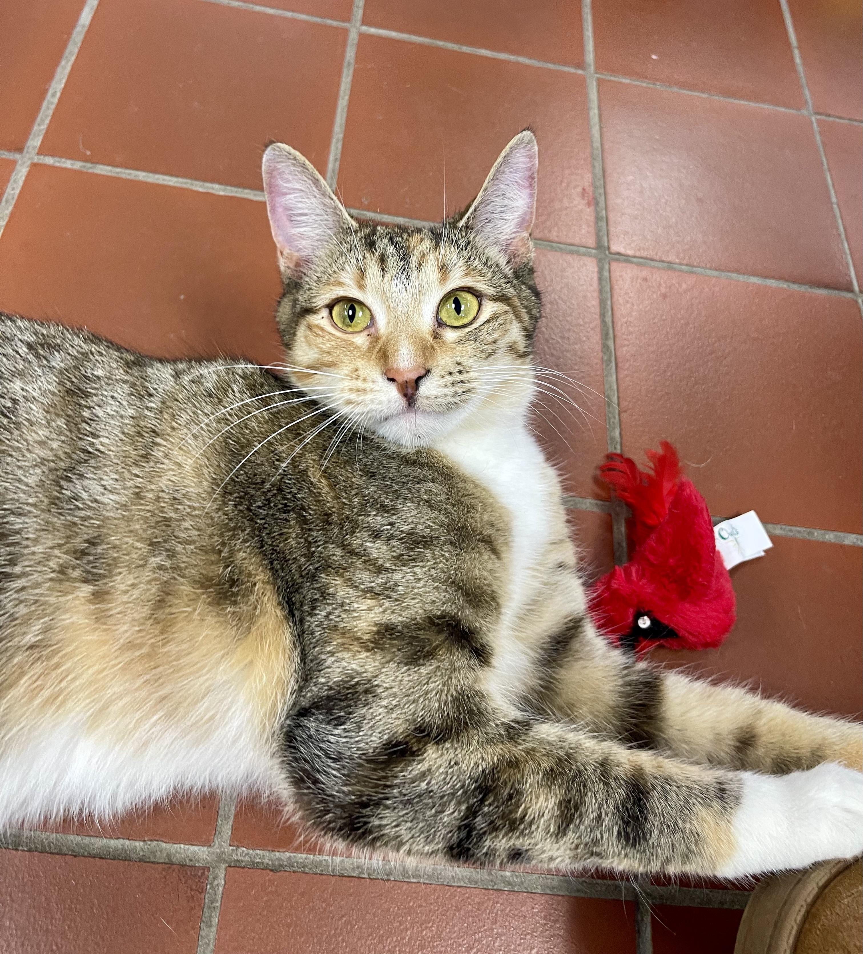 Enlarge Journey, a Adoptable mixed breed in Battle Creek, MI image 4/6