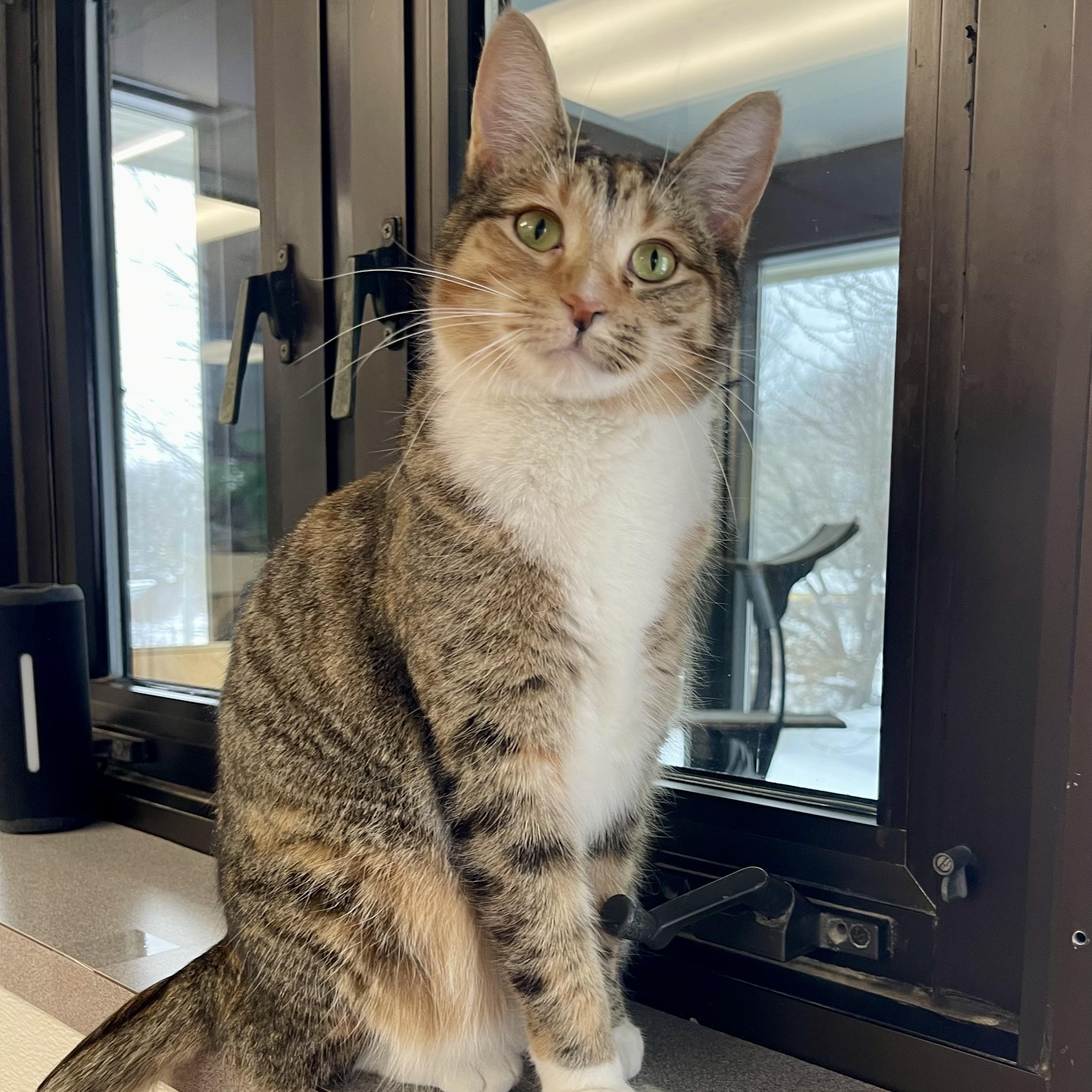Enlarge Journey, a Adoptable mixed breed in Battle Creek, MI image 3/6