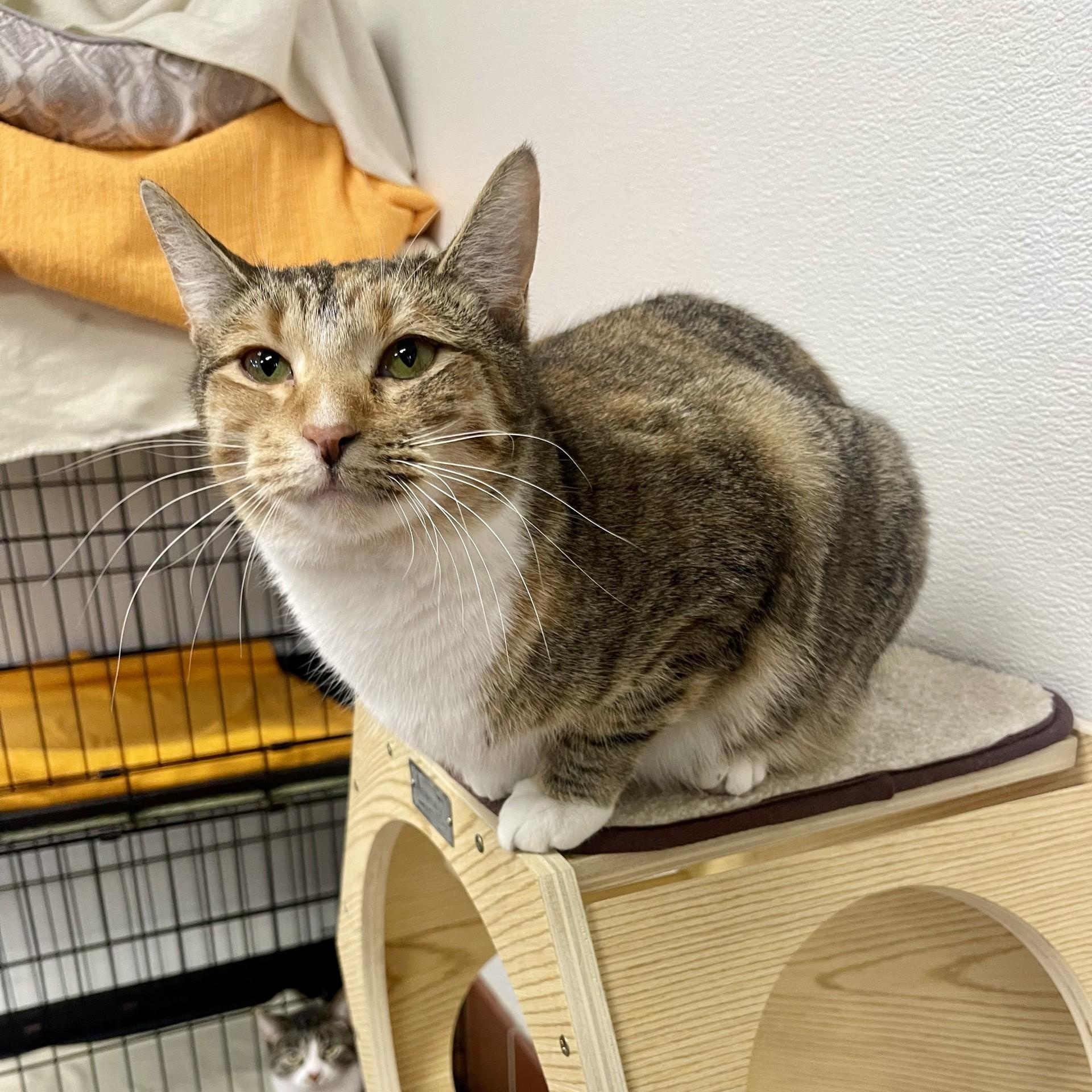 Enlarge Journey, a Adoptable mixed breed in Battle Creek, MI image 5/6