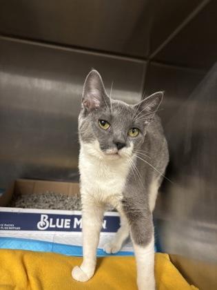 Enlarge Steele, a Adoptable Domestic Short Hair in Lafayette, IN image 1/1