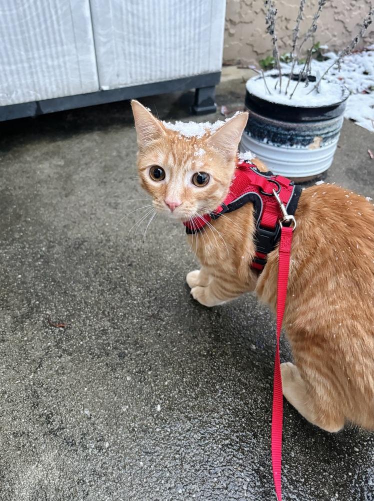 Enlarge Mash, a Adoptable Domestic Short Hair in Statesboro, GA image 3/4