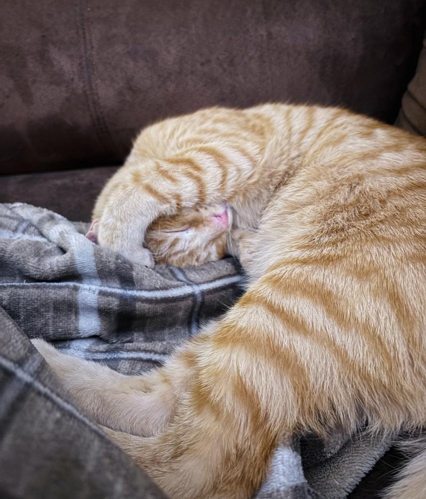 Enlarge Mash, a Adoptable Domestic Short Hair in Statesboro, GA image 4/4