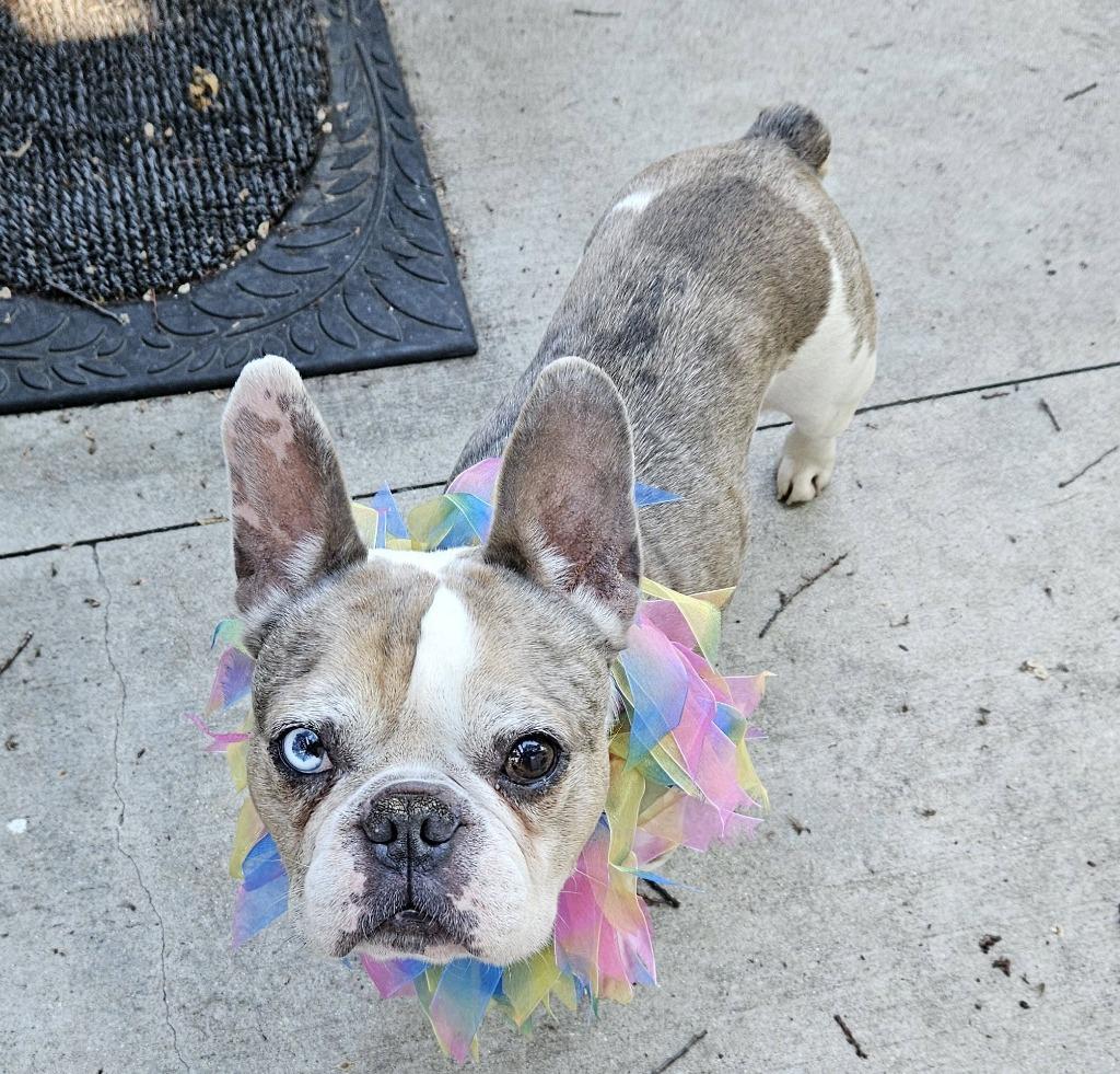 Louie $550, Adoptable, Adult Male French Bulldog.