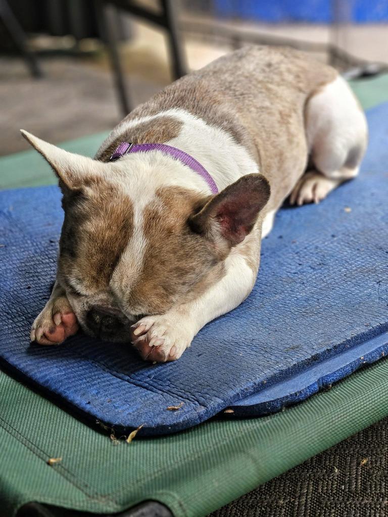 Louie $550, a Adoptable French Bulldog in Milwaukee, WI image 2/5