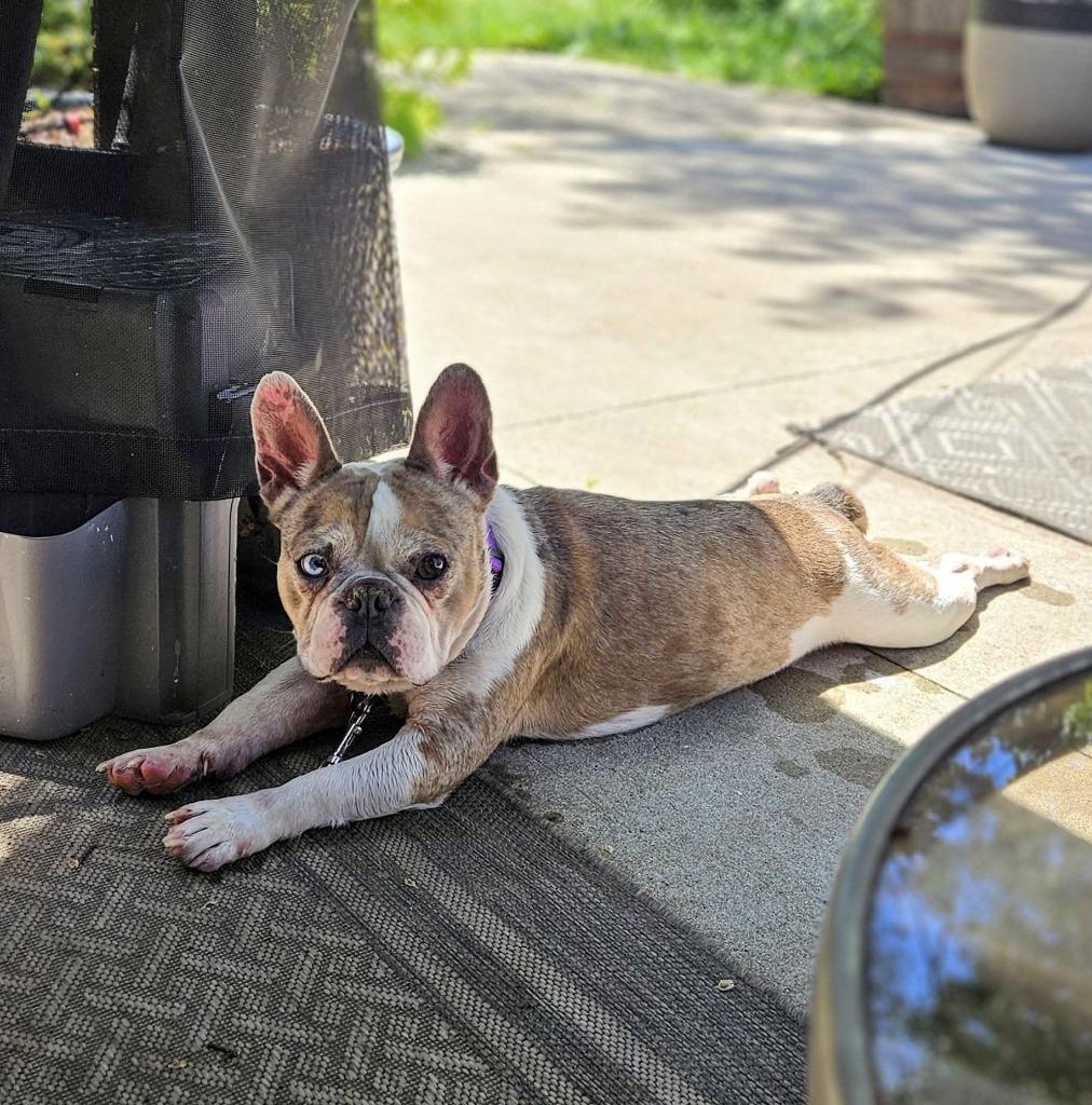 Louie $550, a Adoptable French Bulldog in Milwaukee, WI image 3/5