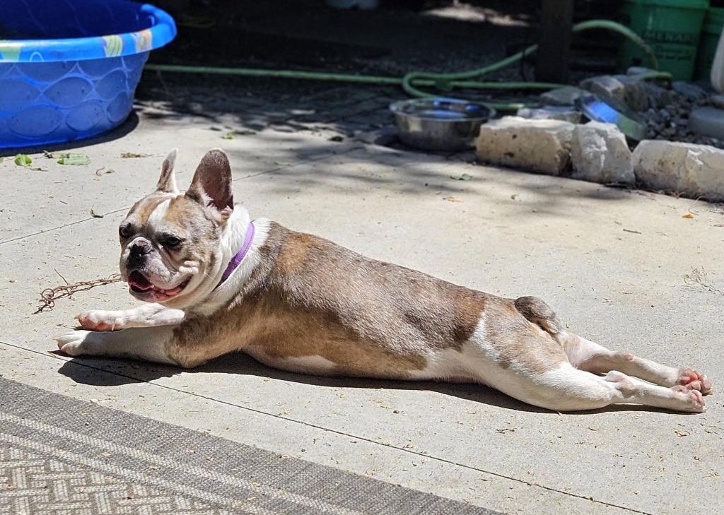 Louie $550, a Adoptable French Bulldog in Milwaukee, WI image 4/5