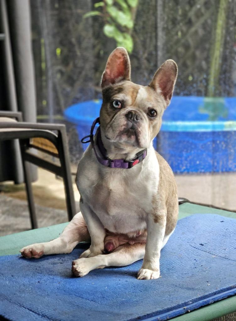 Louie $550, a Adoptable French Bulldog in Milwaukee, WI image 5/5