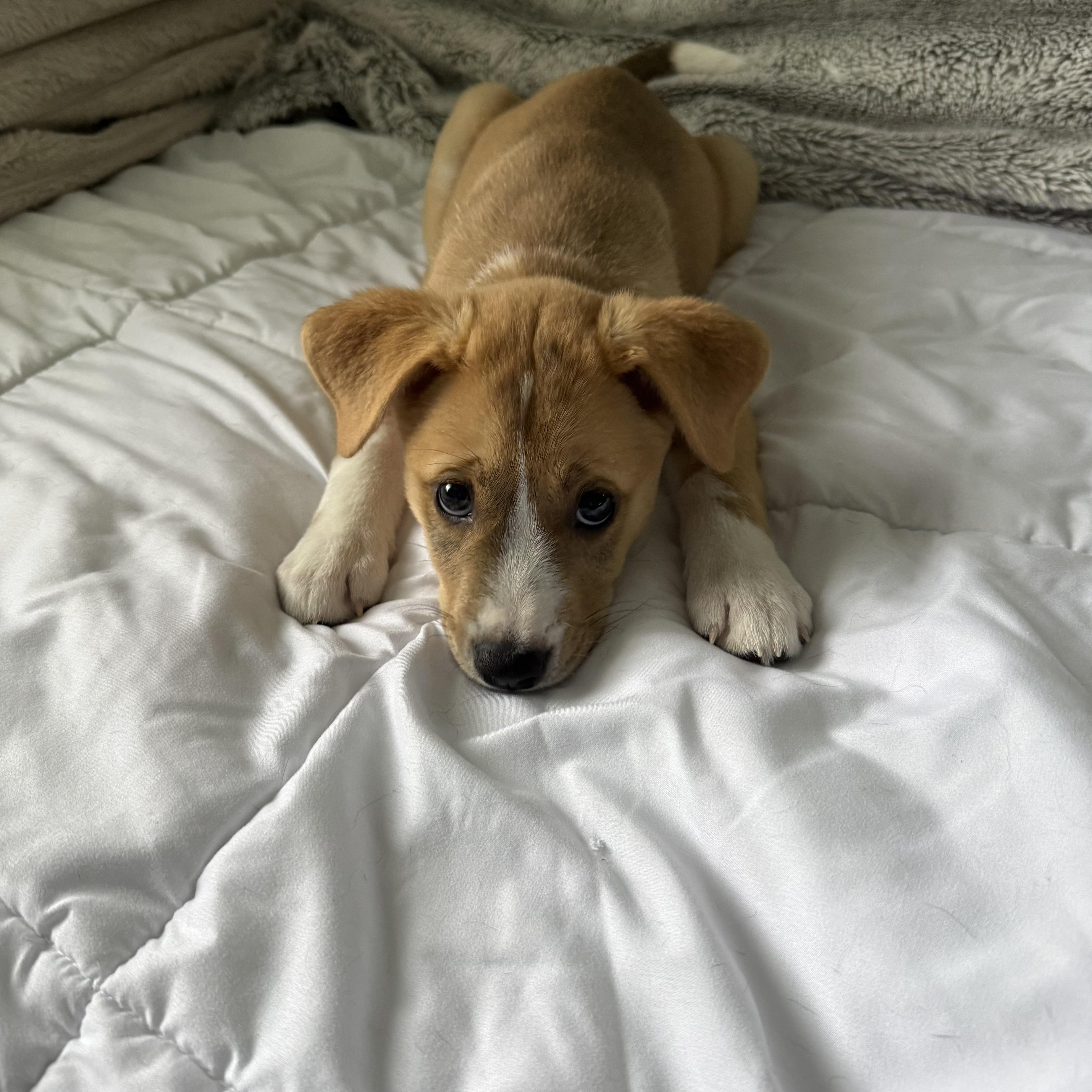 Enlarge Hope, an adopted mixed breed in Kutztown, PA image 3/4
