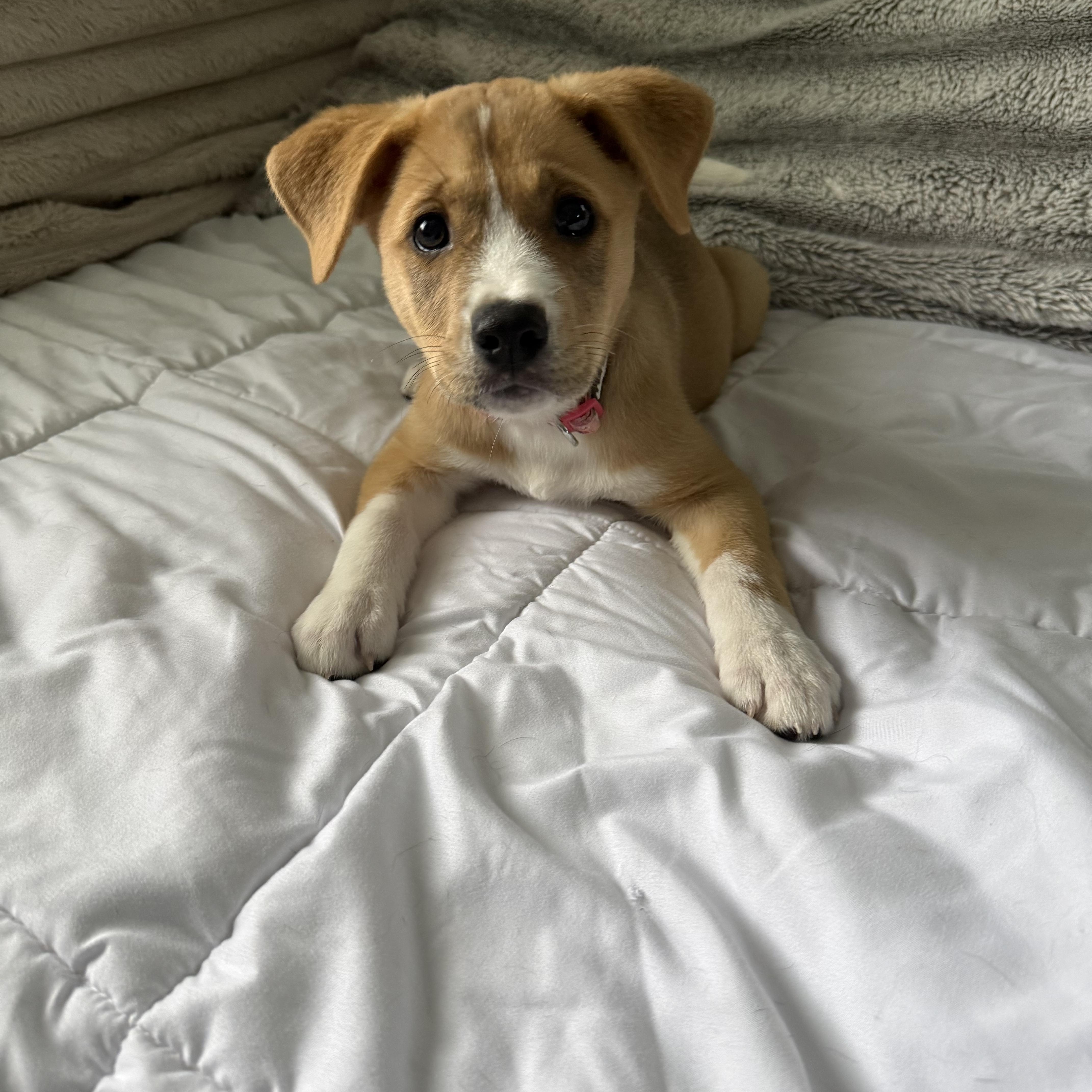 Enlarge Hope, an adopted mixed breed in Kutztown, PA image 2/4