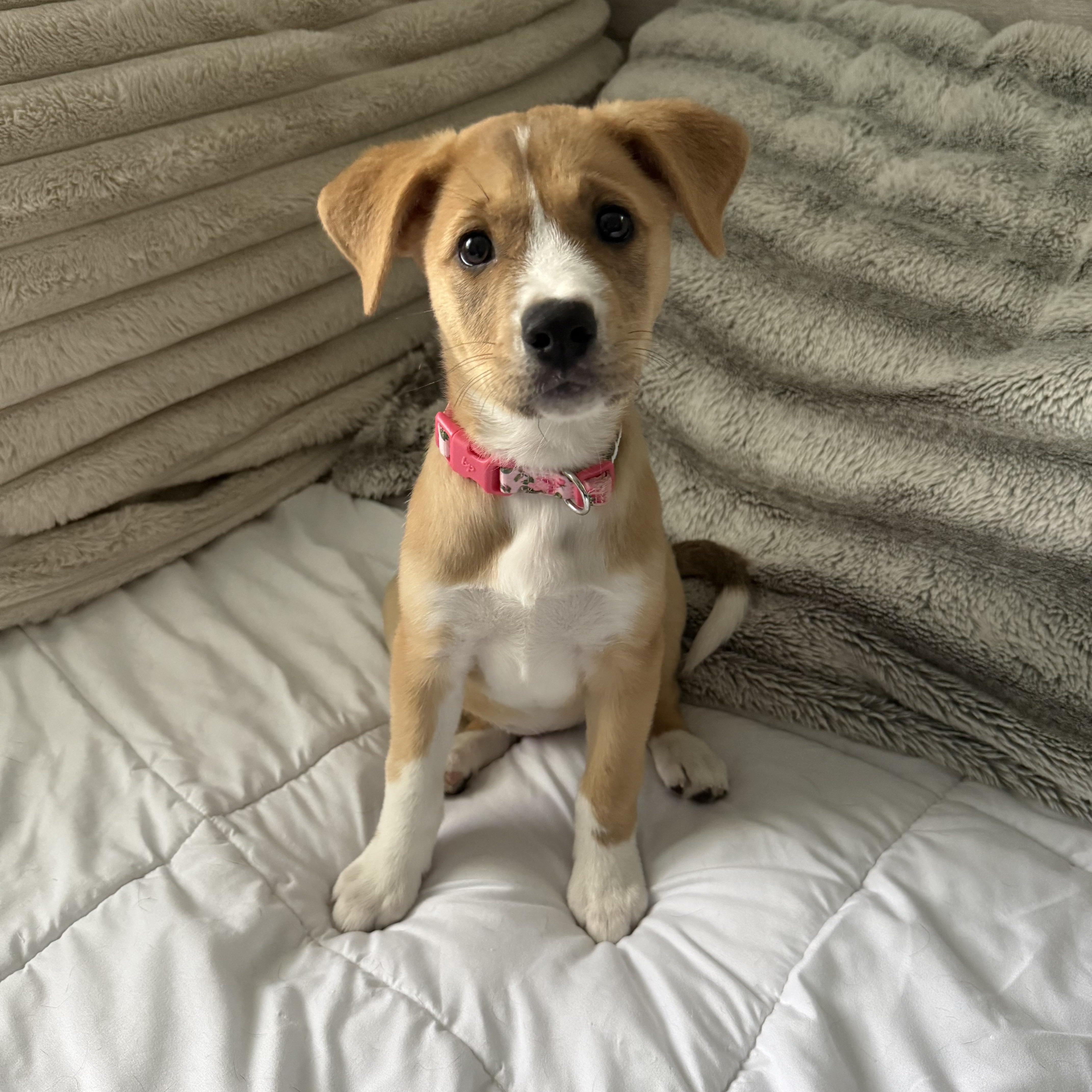 Enlarge Hope, an adopted mixed breed in Kutztown, PA image 1/4
