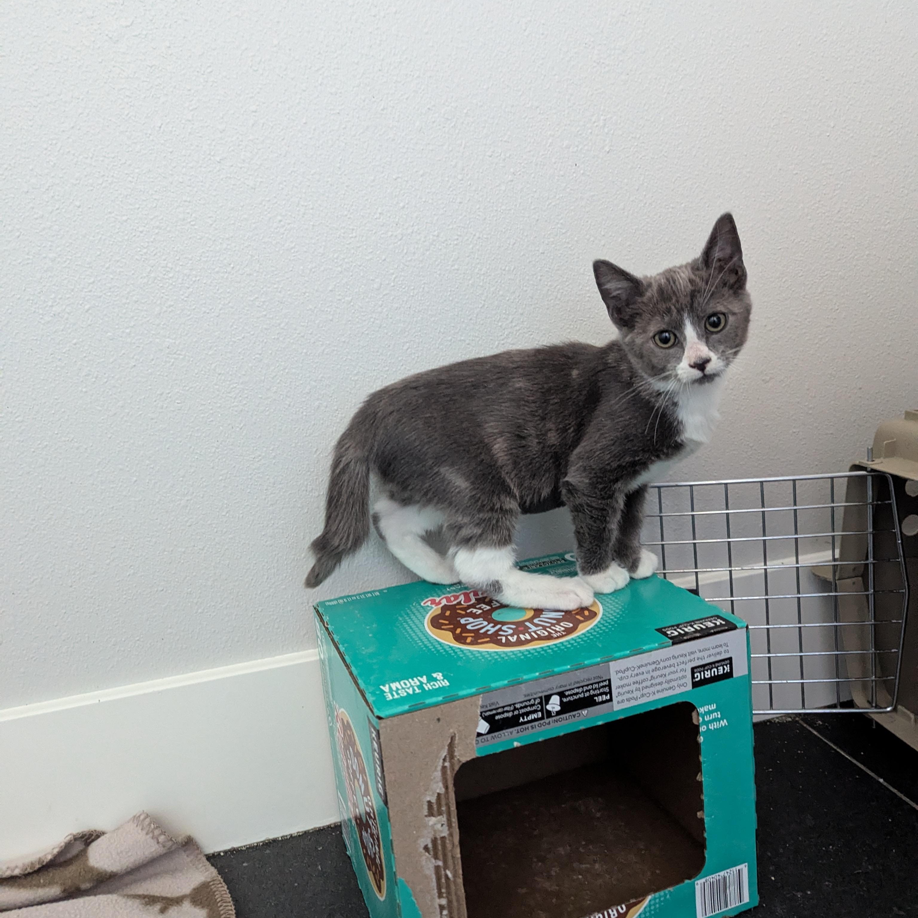 Mrs. Fezziwig, an adoptable mixed breed in West Richland, WA image 2/6