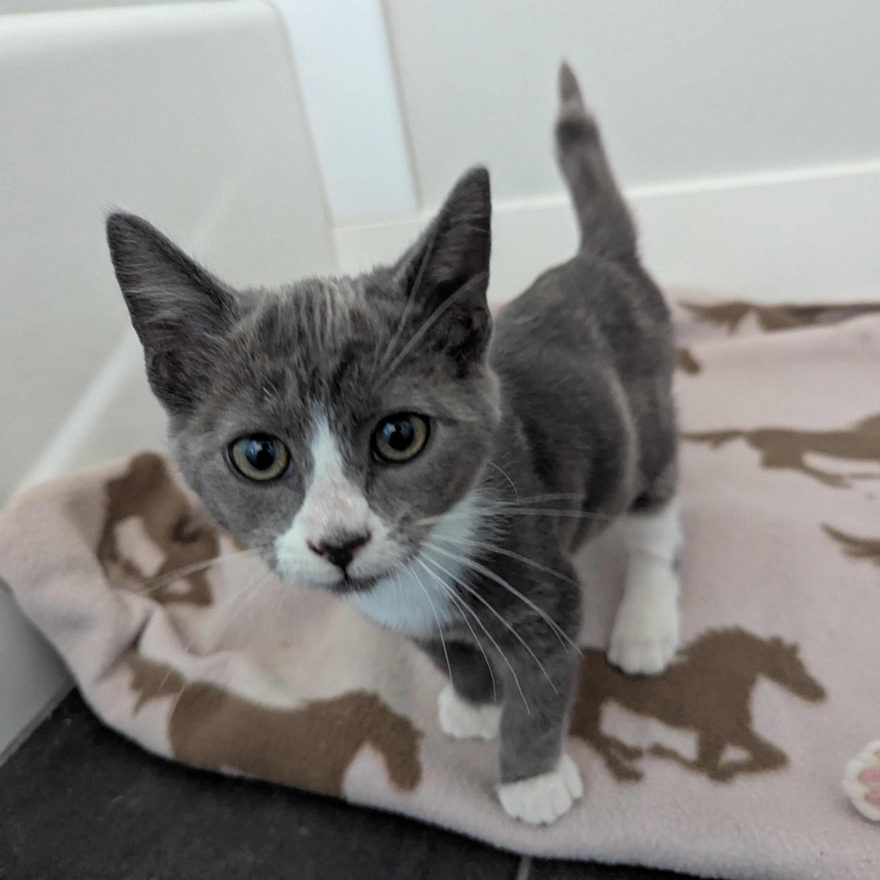 Mrs. Fezziwig, adoptable, Kitten Female Domestic Short Hair.