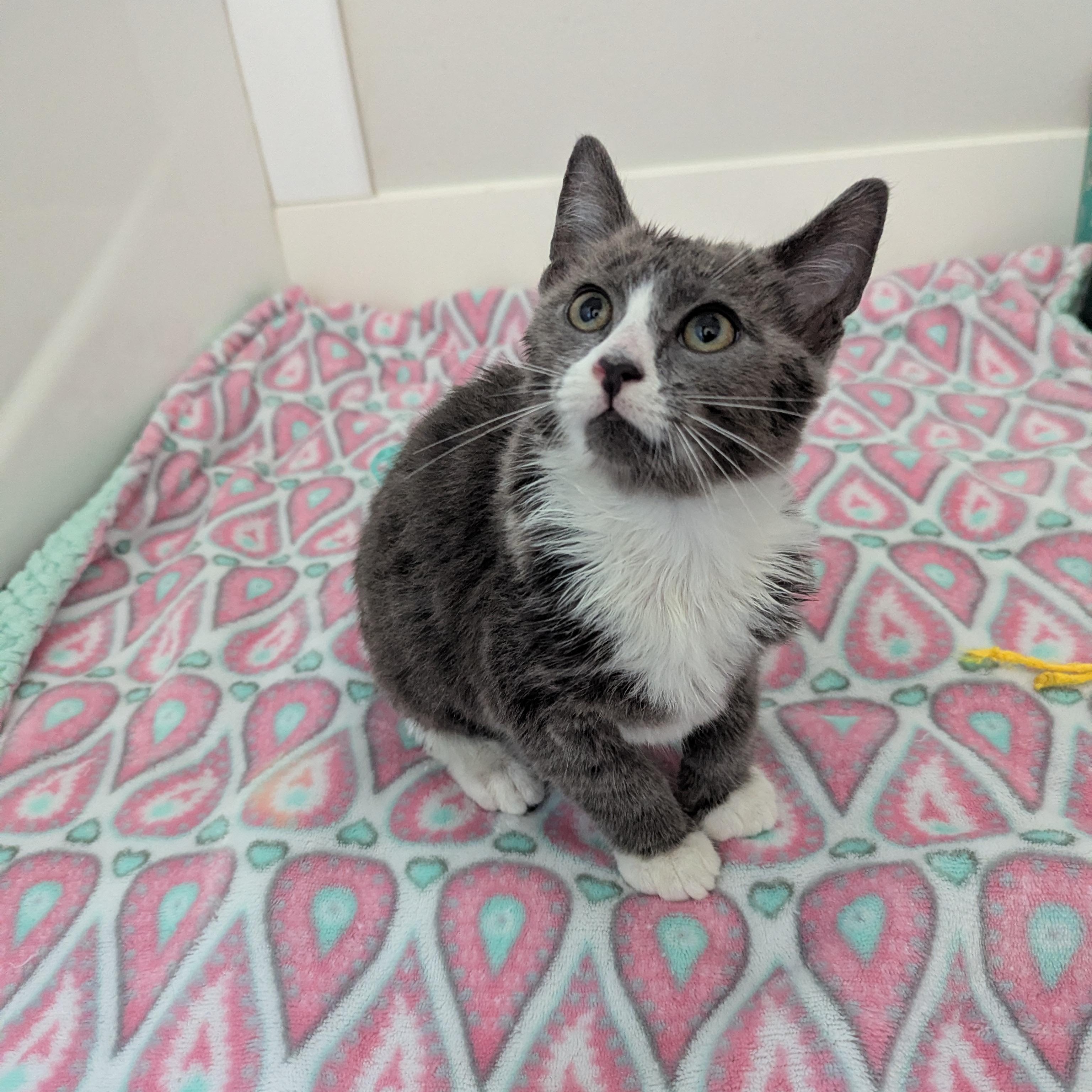 Mrs. Fezziwig, an adoptable mixed breed in West Richland, WA image 4/6