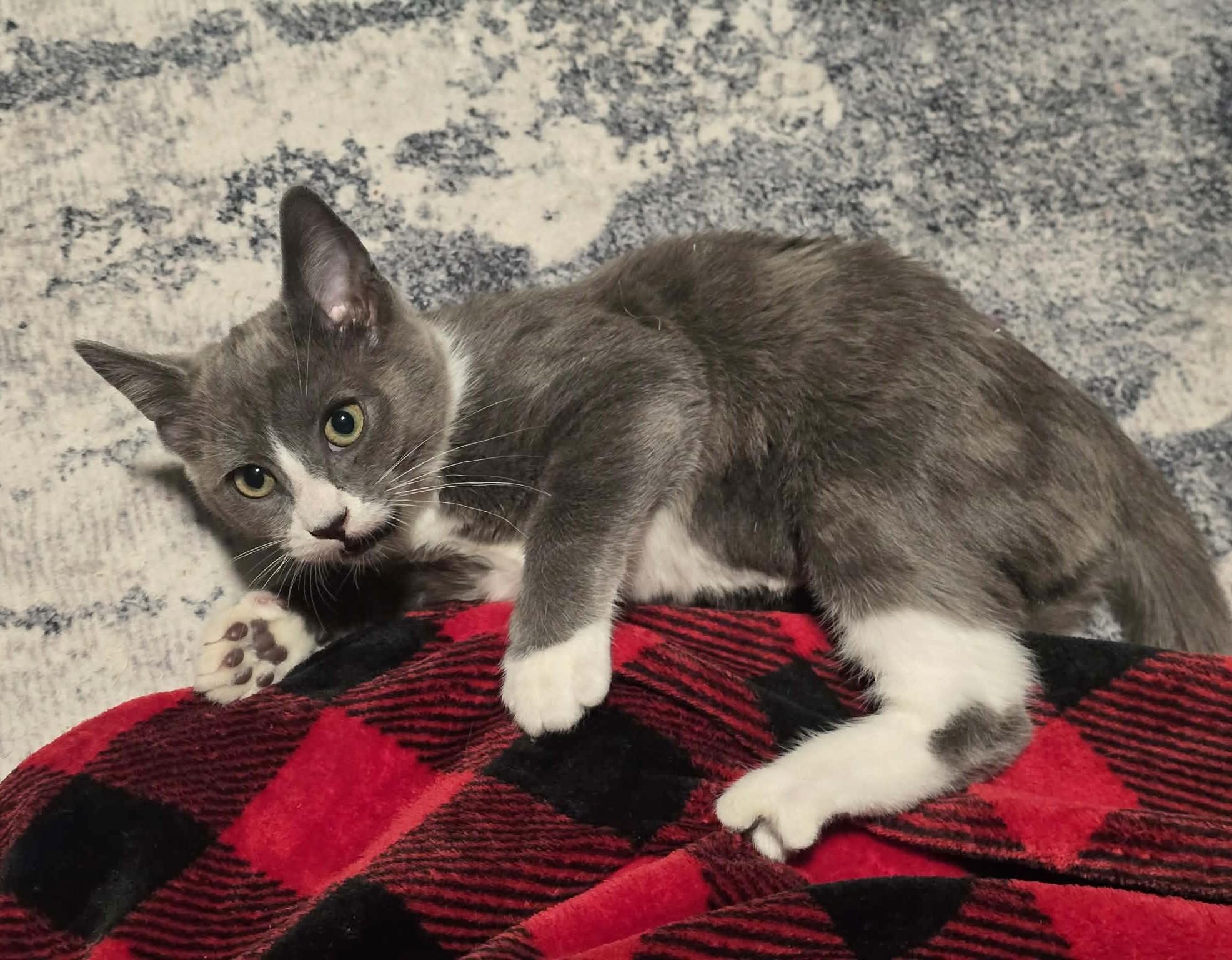 Mrs. Fezziwig, Adoptable, Kitten Female Domestic Short Hair.