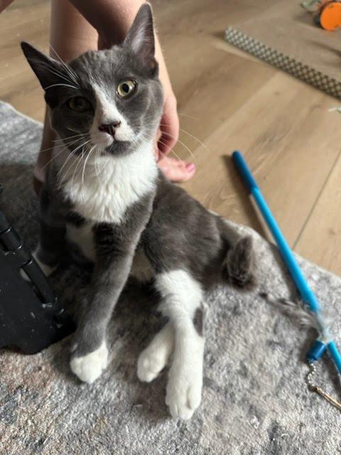 Mrs. Fezziwig, Adoptable, Kitten Female Domestic Short Hair.