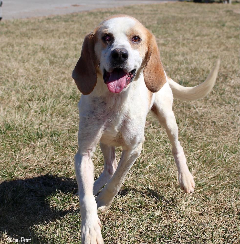 Soda, Adoptable, Adult Male Beagle.