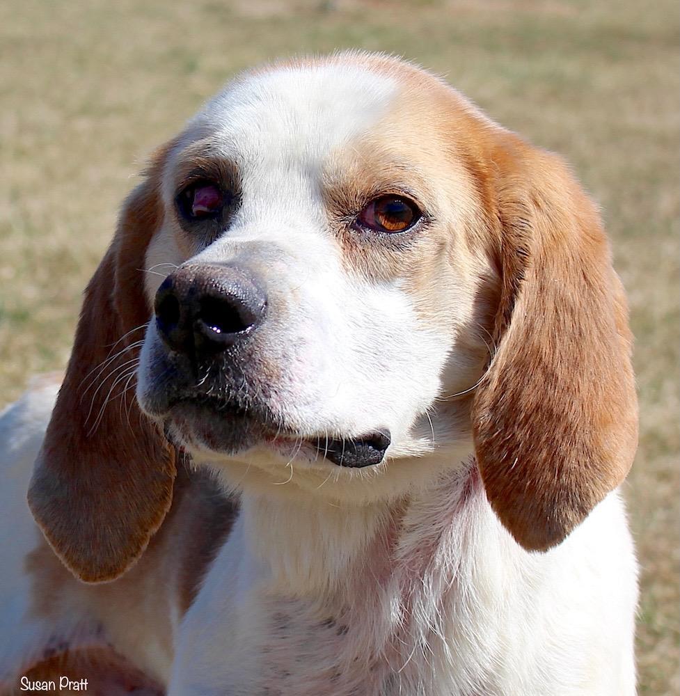 Soda, a Adoptable mixed breed in Amherst, VA image 2/2
