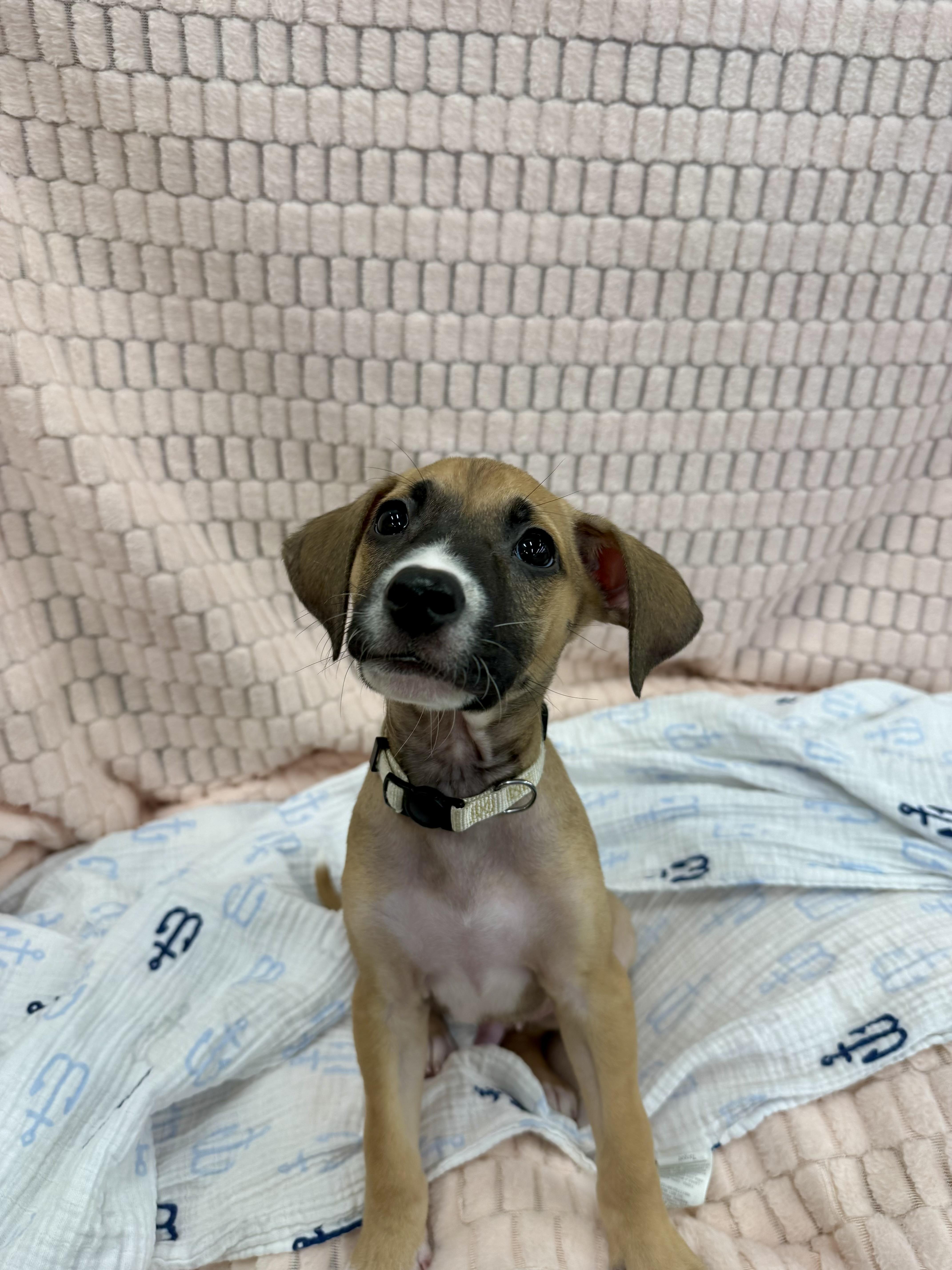 Enlarge Judah, an adopted mixed breed in Mount Pleasant, SC image 1/1