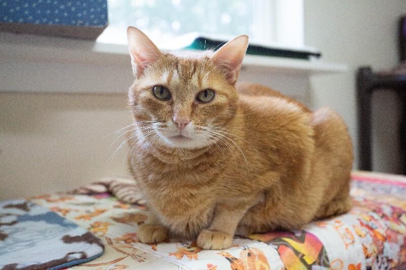 Tigger, Adoptable, Senior Male Domestic Short Hair.