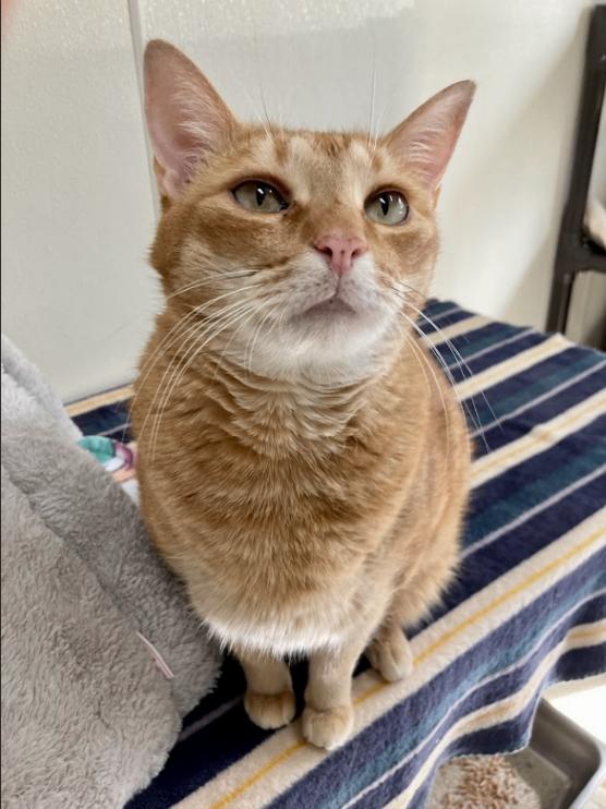 Tigger, Adoptable, Senior Male Domestic Short Hair.