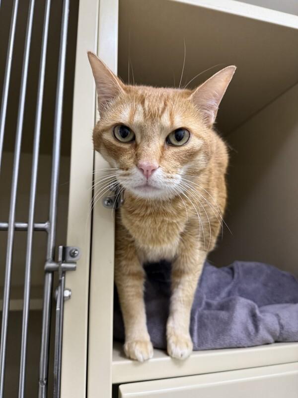 Enlarge Tigger, a Adoptable Domestic Short Hair in Arlington, WA image 2/4