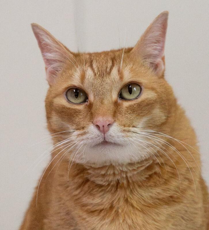 Enlarge Tigger, a Adoptable Domestic Short Hair in Arlington, WA image 3/4
