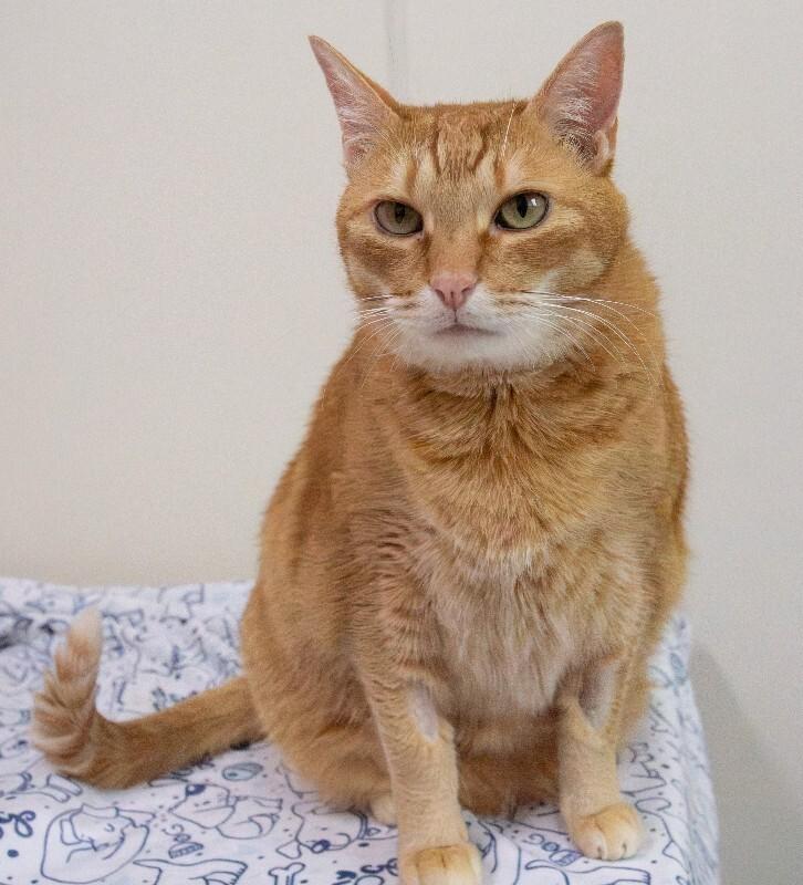 Enlarge Tigger, a Adoptable Domestic Short Hair in Arlington, WA image 4/4