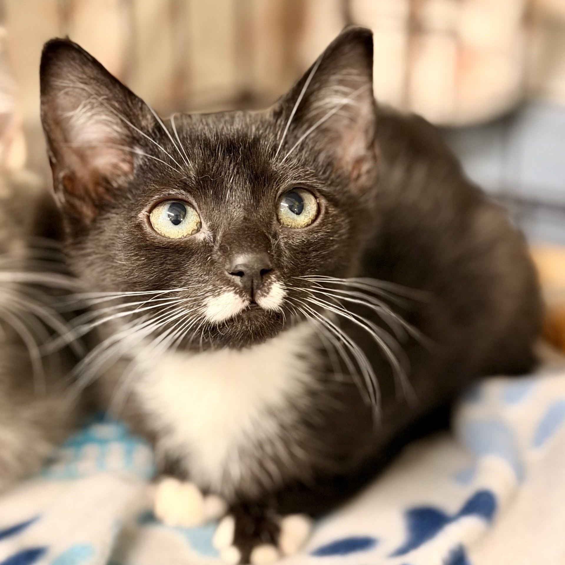 Enlarge Fiesta, a Adopted Domestic Short Hair in Jackson, NJ image 2/2