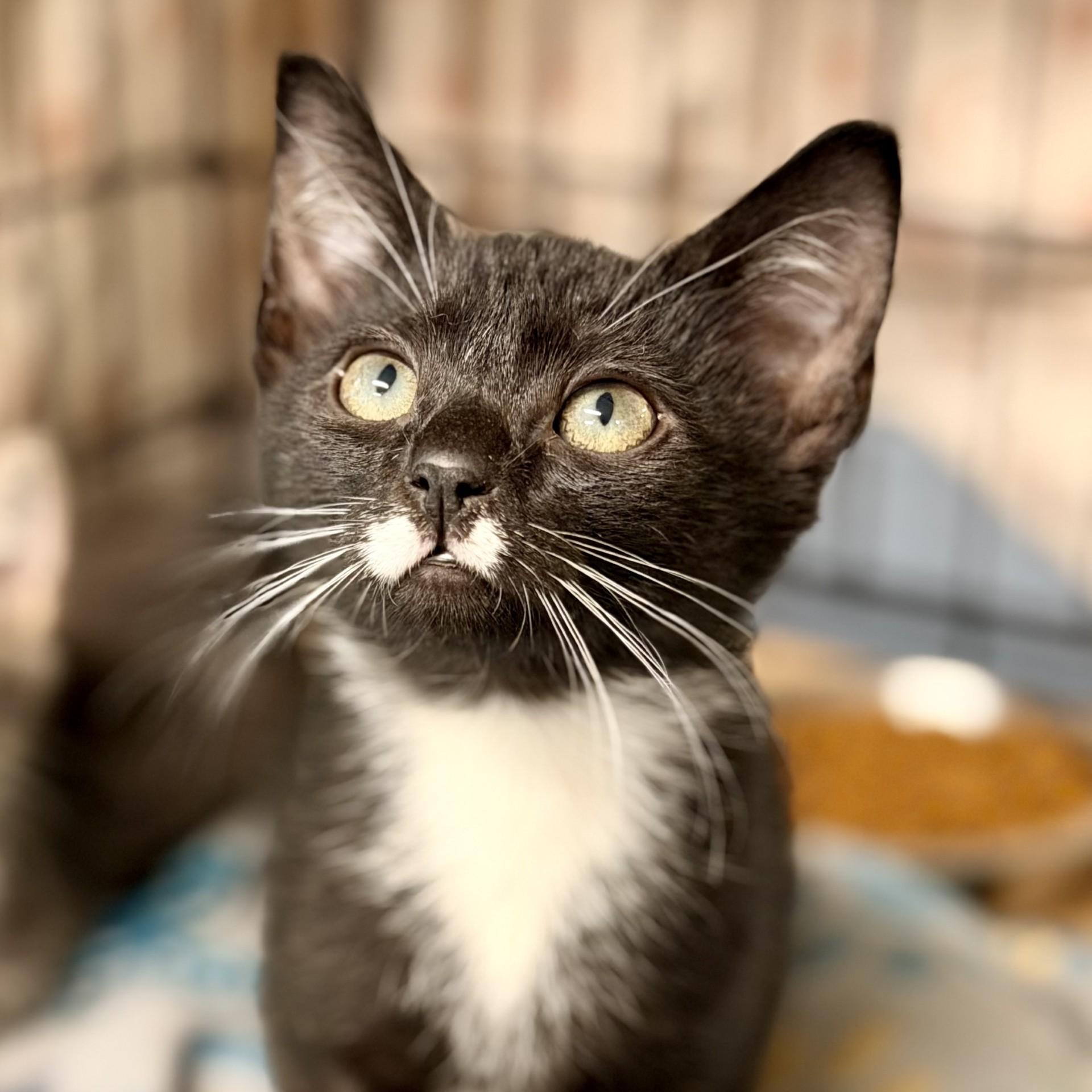 Enlarge Fiesta, a Adopted Domestic Short Hair in Jackson, NJ image 1/2