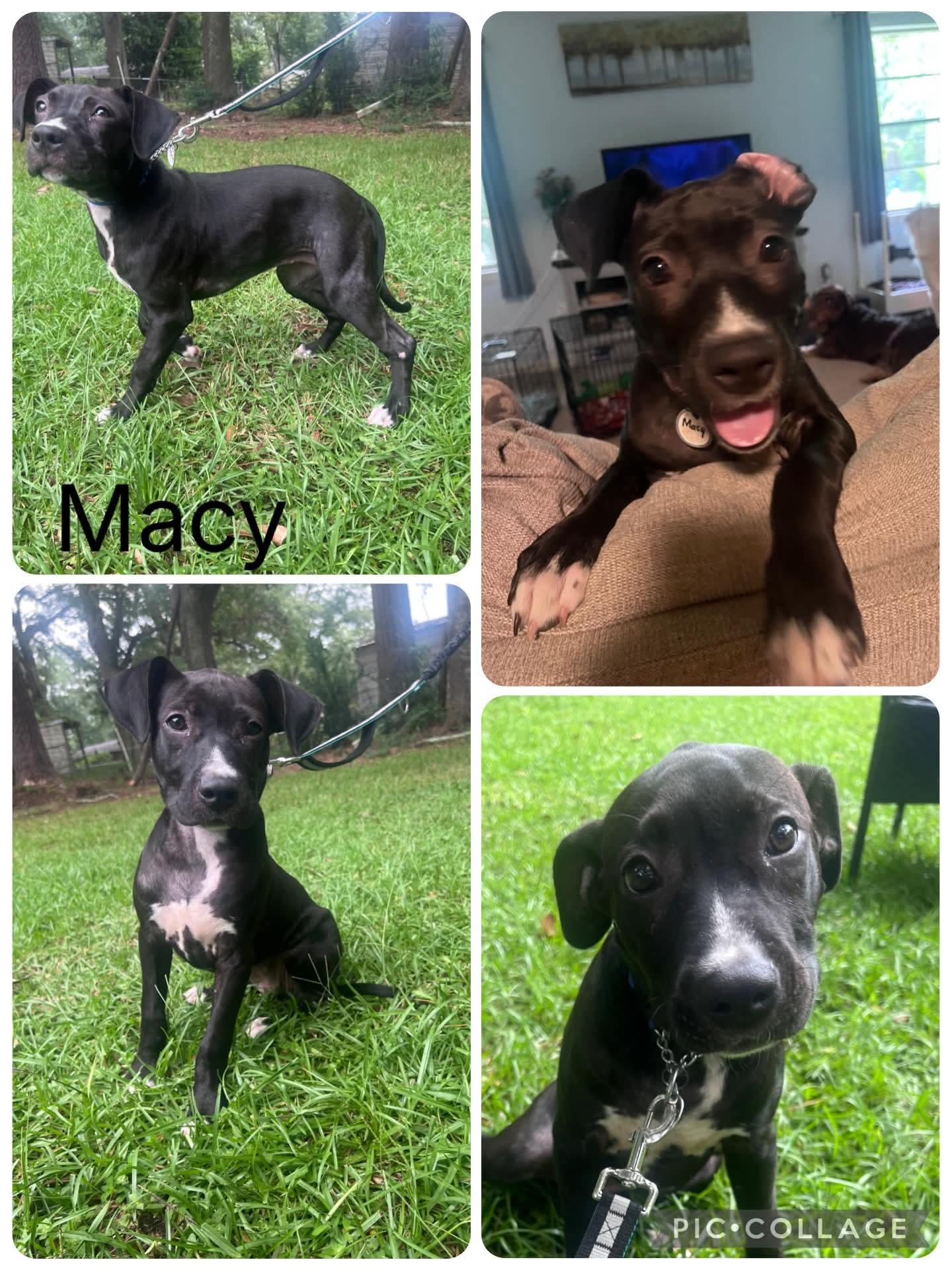 Macy, ADOPTABLE, Young Female Labrador Retriever.