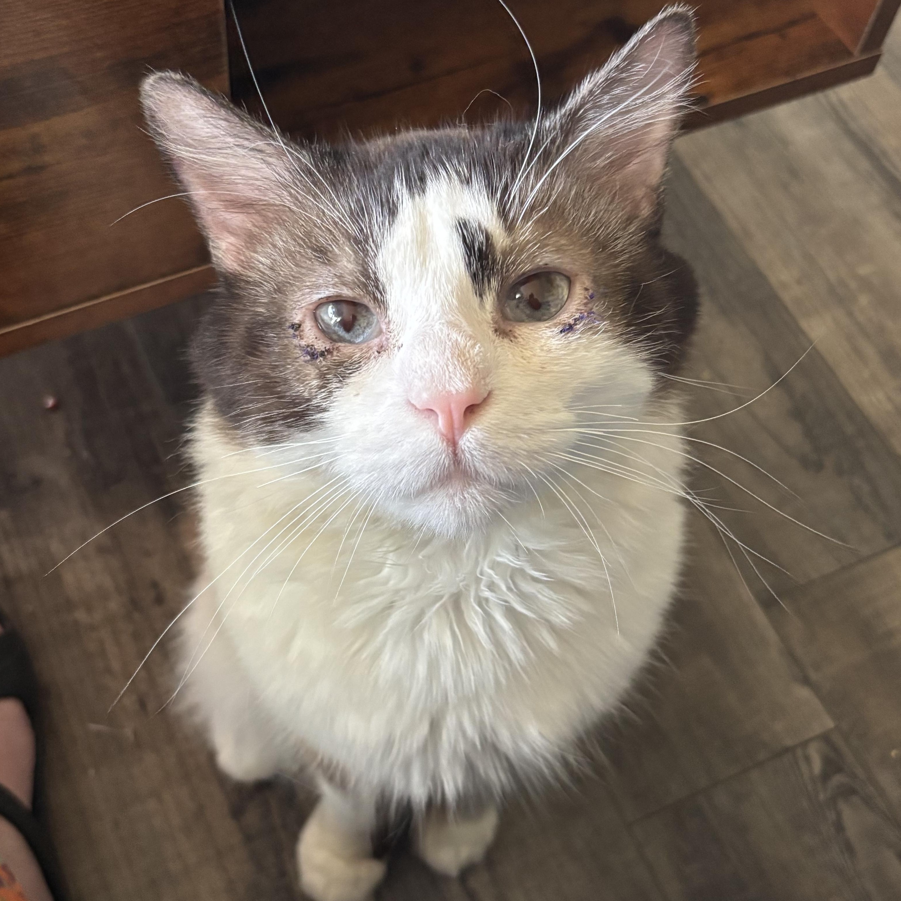 Halo, an adoptable Snowshoe in Kirklin, IN, 46050 | Photo Image 4