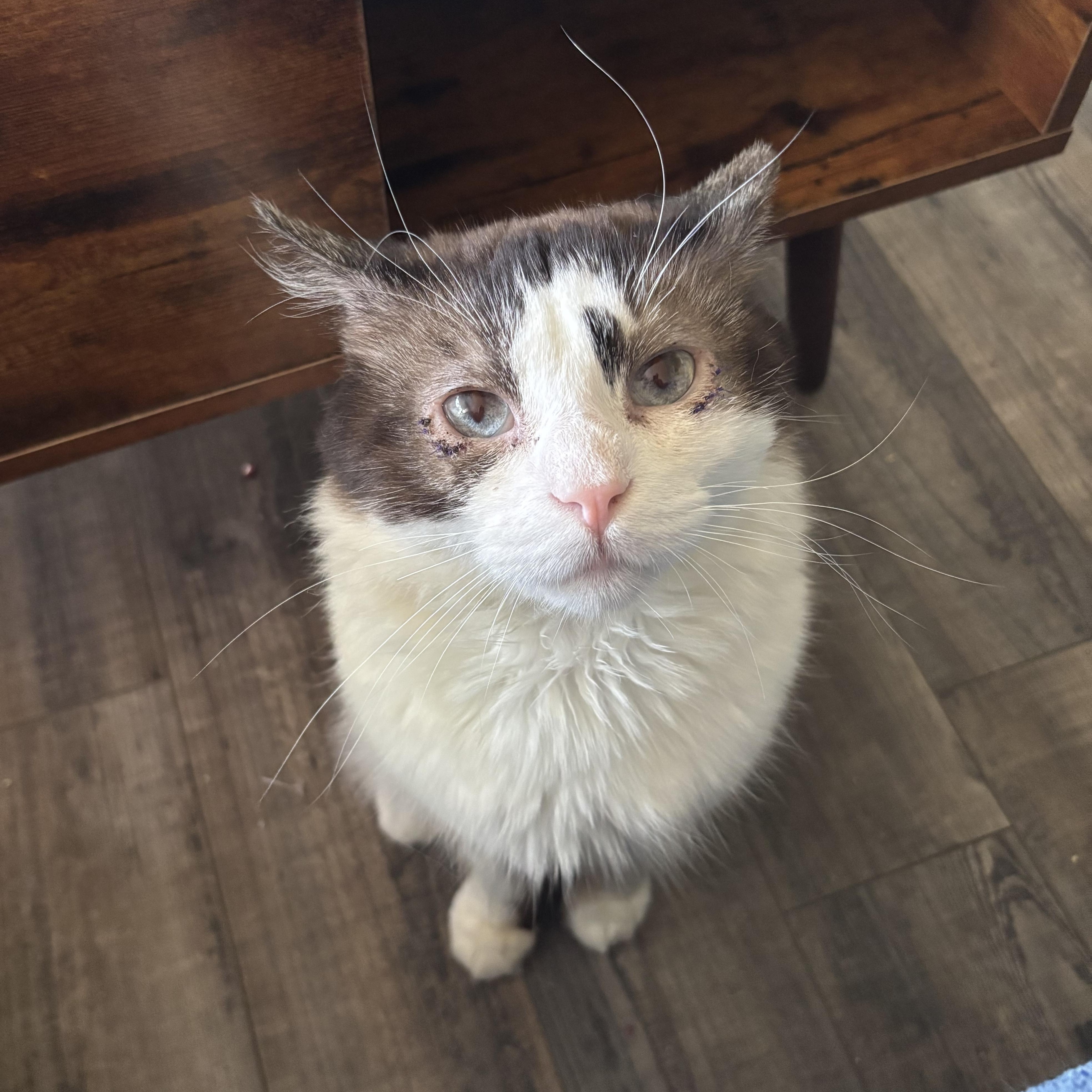 Halo, an adoptable Snowshoe in Kirklin, IN, 46050 | Photo Image 6