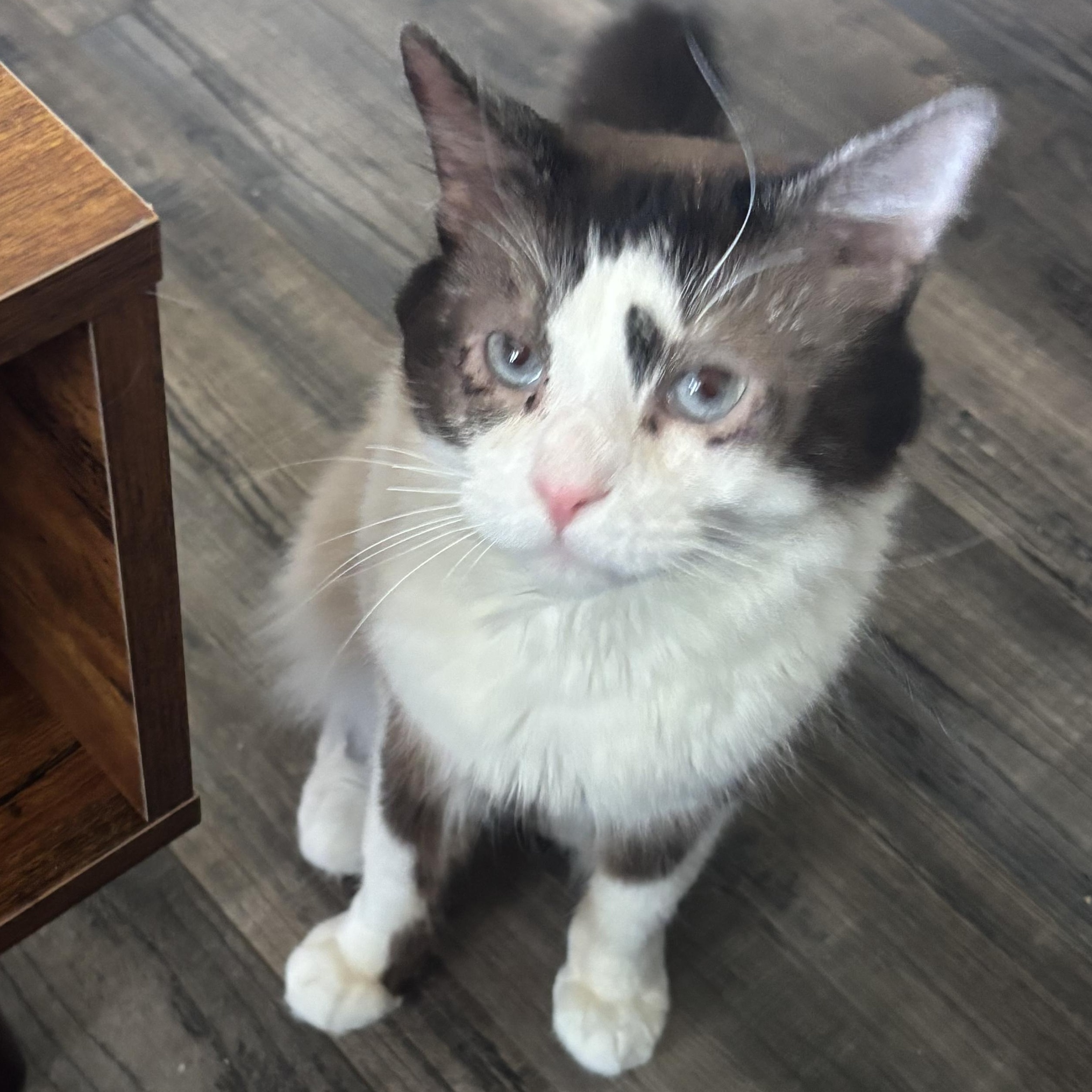 Halo, an adoptable Snowshoe in Kirklin, IN, 46050 | Photo Image 1