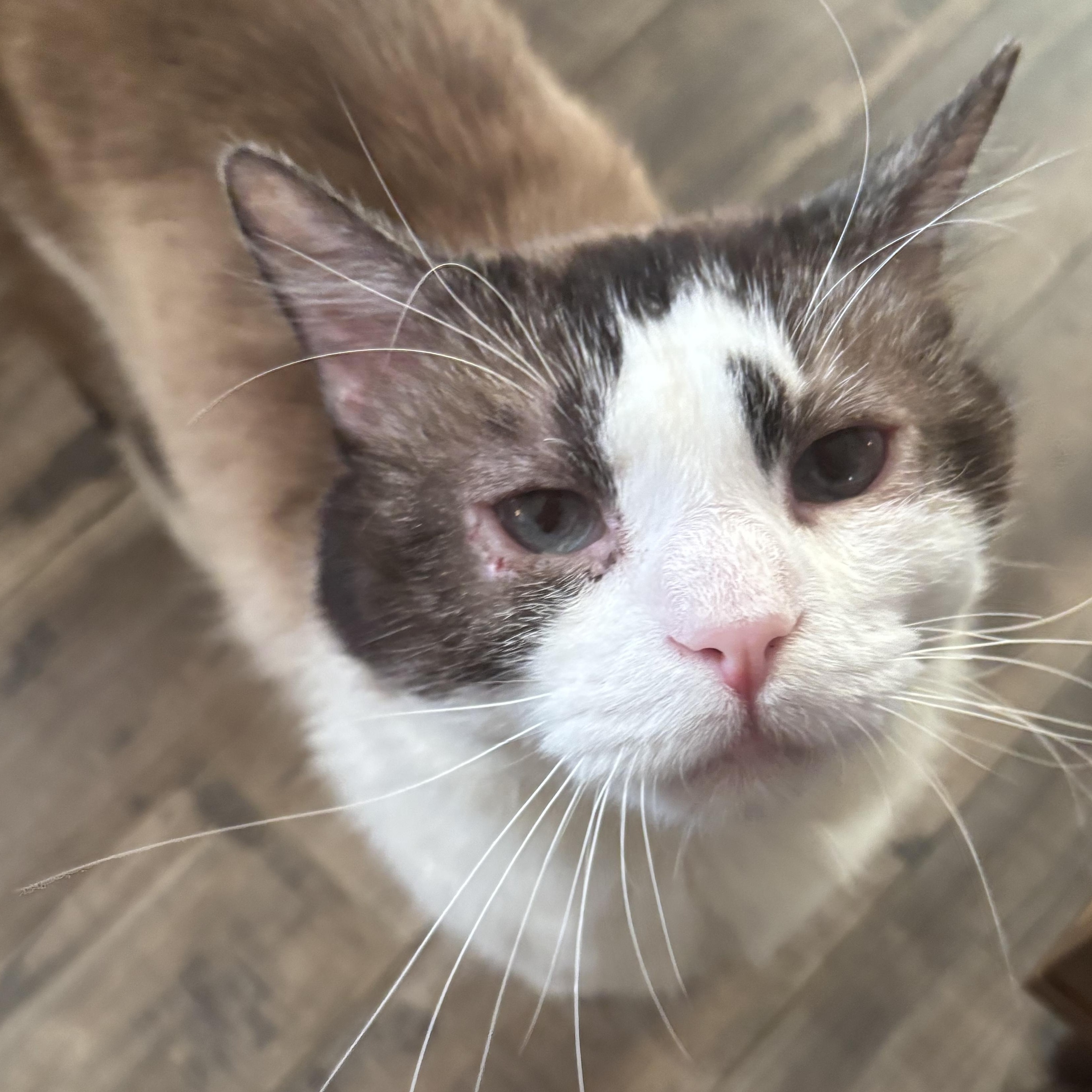 Halo, an adoptable Snowshoe in Kirklin, IN, 46050 | Photo Image 3