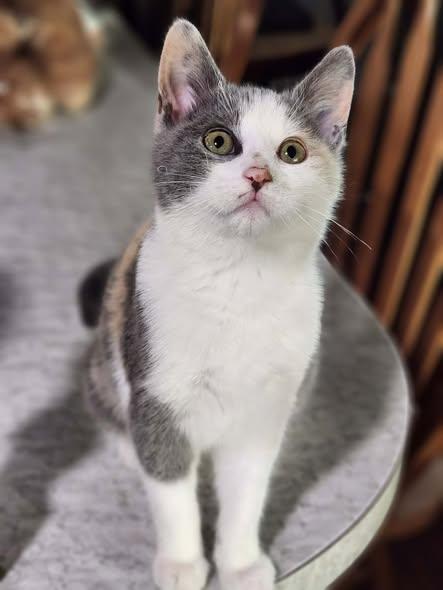 Enlarge Nettie Mae, an adopted Calico in Okemah, OK image 2/5