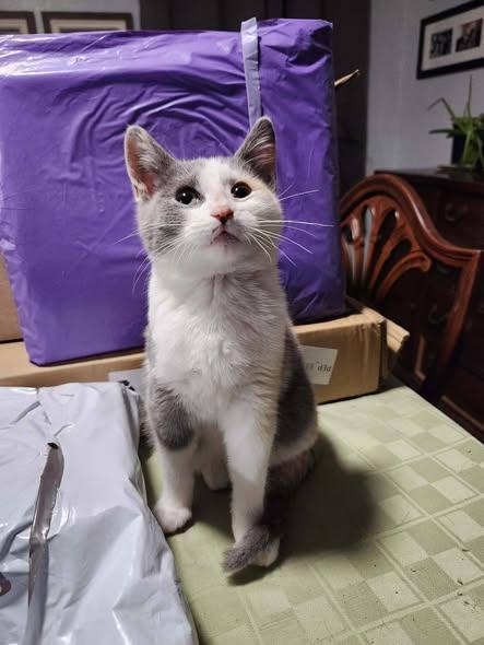 Enlarge Nettie Mae, an adopted Calico in Okemah, OK image 5/5